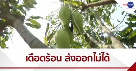 เรื่องนี้มีคำถาม : ชาวสวนมะม่วงเดือดร้อนหนัก ส่งออกไม่ได้เหตุโควิด