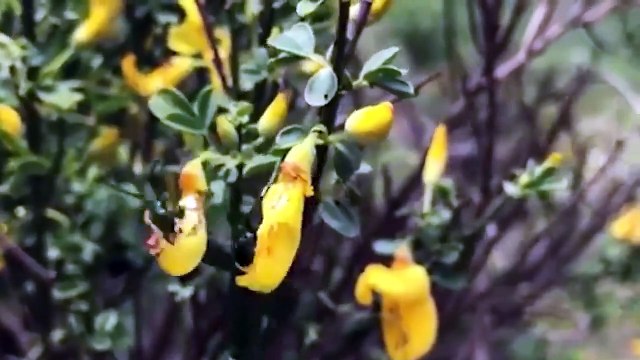 7 Insectos Más Venenosos Que Nunca Debes Tocar