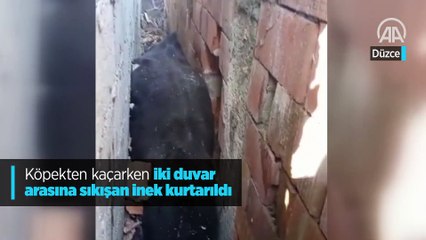 Download Video: Köpekten kaçarken iki duvar arasına sıkışan inek kurtarıldı