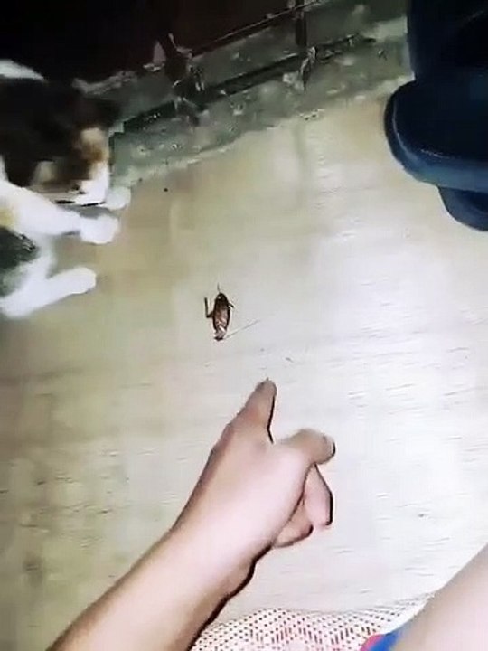 RIP cockroach
