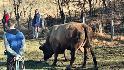MEDONJA  BIJELI Bjelajce, Liskovica 2021