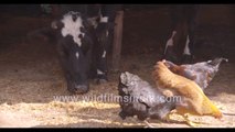 Cattle feeding  on dry fodder in winter _ Chicken foraging at farm in New Delhi