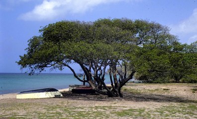 Cet arbre est considéré comme le plus dangereux au monde