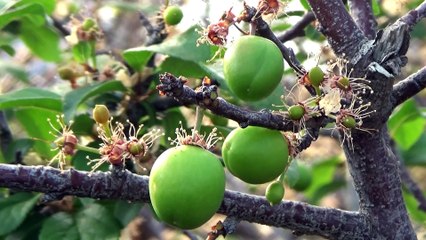 MERSİN - Erkenci eriğin hasadına başlandı