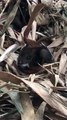 Javan Chevrotain born at Marwell Zoo