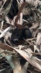 Javan Chevrotain born at Marwell Zoo