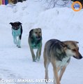 Après les chiens bleus, les chiens verts font leur apparition en Russie