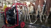 - Devlet desteğiyle kurulan süt çiftliği Avrupa standardında hizmet veriyor