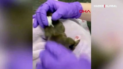 Görenler şaştı kaldı! 6 bacaklı ve iki kuyruklu doğdu