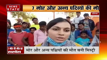 दतिया में 7 मोर और अन्य पक्षियों की मौत पर सस्पेंस