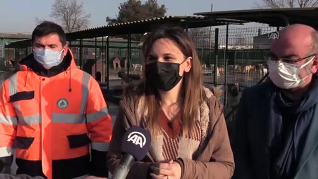 EDİRNE - Barınakta yaşayan 'Paspas' adlı köpeği Gülben Ergen sahiplendi