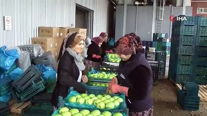 Bayramiçli elma üreticileri zor durumda