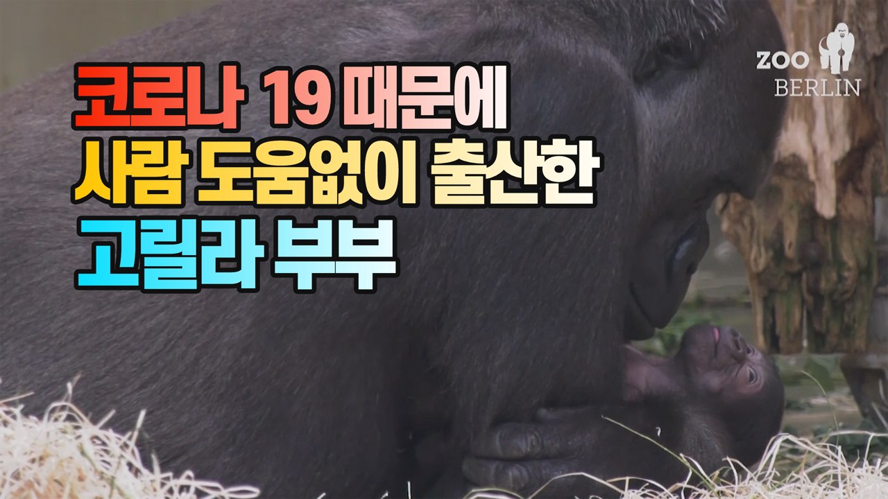 [세상만사] 머리 박힌 유기견 / 농장을 탈출한 타조 / 코로나 사태 중에 출산한 고...