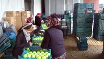 Bayramiçli elma üreticileri zor durumda