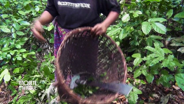 L’AFRIQUE AU FÉMININ – Reportage Angélique, la voix de Pygmées Aka (Congo)