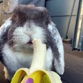 Cute bunny eating banana, cute rabbit eating banana