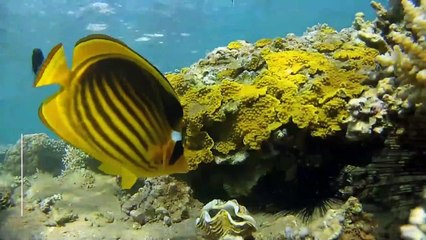 8 Health Benefits of Clams