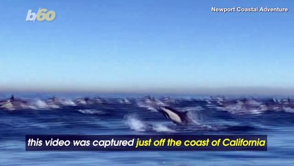 Must See! Once in a Lifetime Dolphin ‘Stampede’ Captured on Film off the Coast of California
