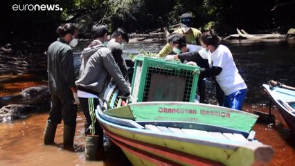 شاهد: إطلاق عشرة قردة أورانغ أوتان في الطبيعة في بورنيو وسط تهديد كورونا
