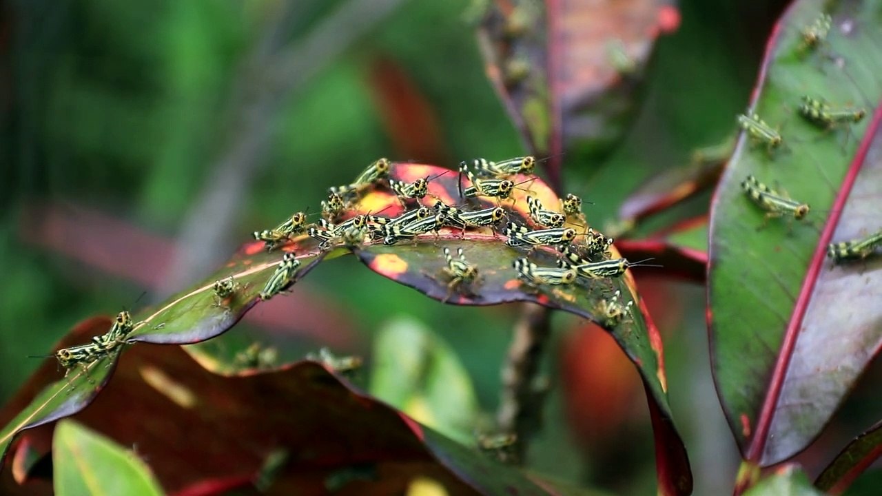 Locusts Terrorize Moruga Residents