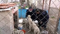MARDİN - İnfaz koruma memurları cezaevi bahçesinde besledikleri sokak hayvanlarını sahiplendiriyor