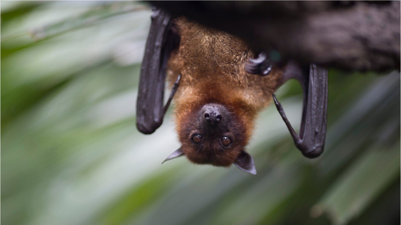 These animals are potential Coronavirus carriers