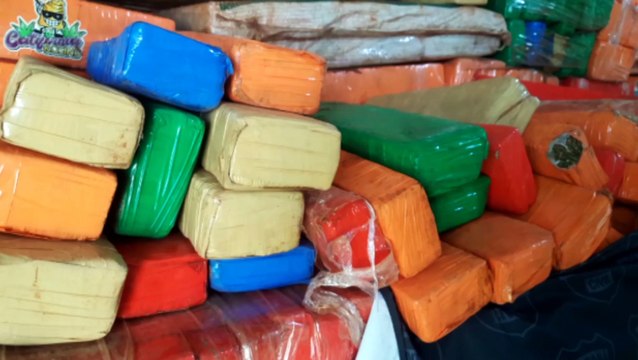 Denarc realiza grande apreensão de maconha em área rural da BR-369, em Cascavel