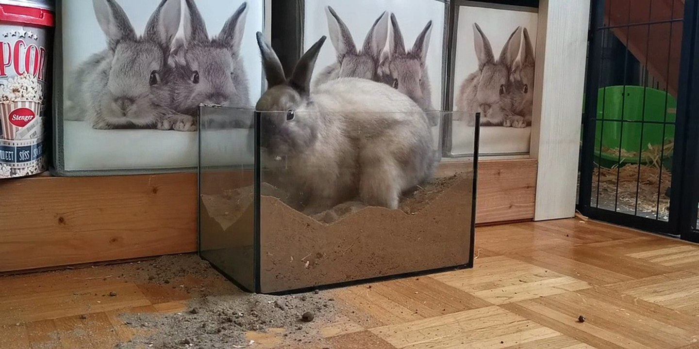 Rabbit digging