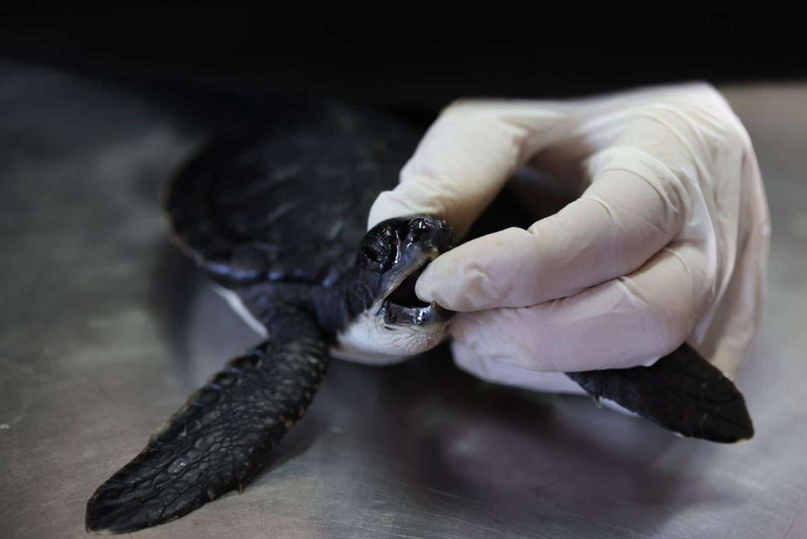 ⁣How Mayo Is Saving Endangered Sea Turtles