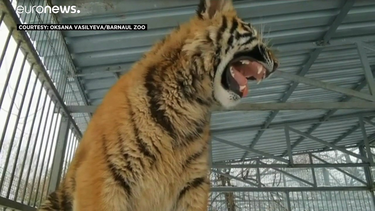 'Singender' Amur-Tiger wird Internetstar