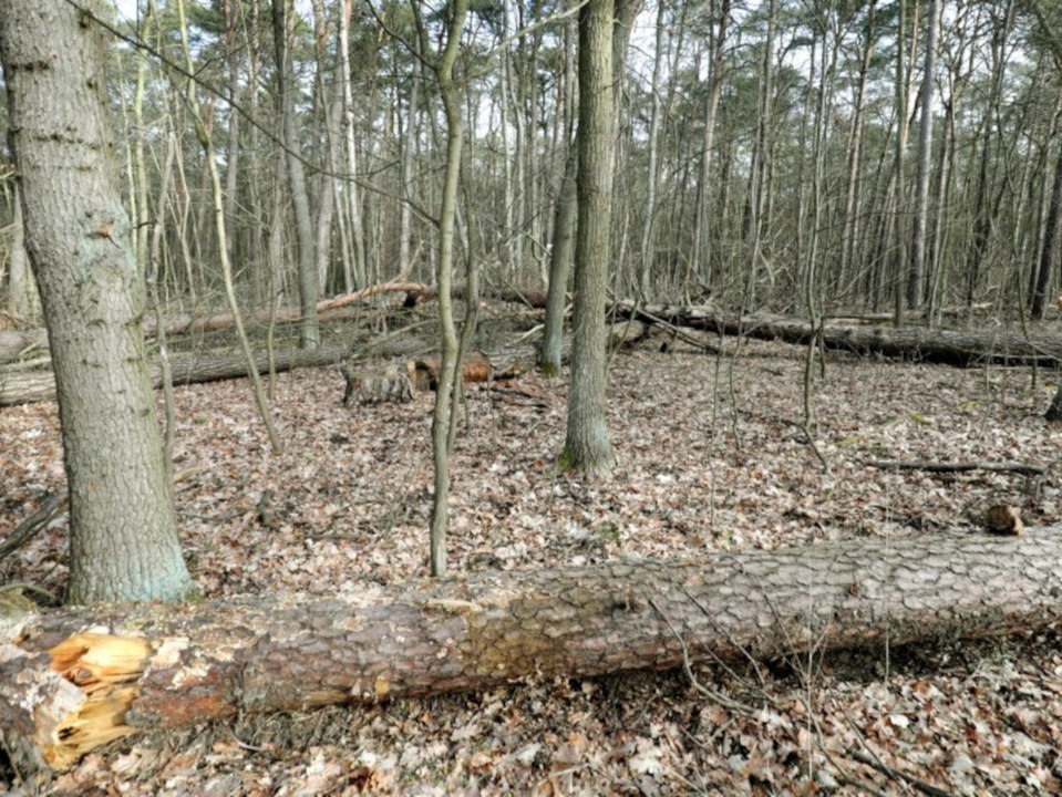 Erschreckende Zahlen: Die deutschen Wälder 'sind krank'