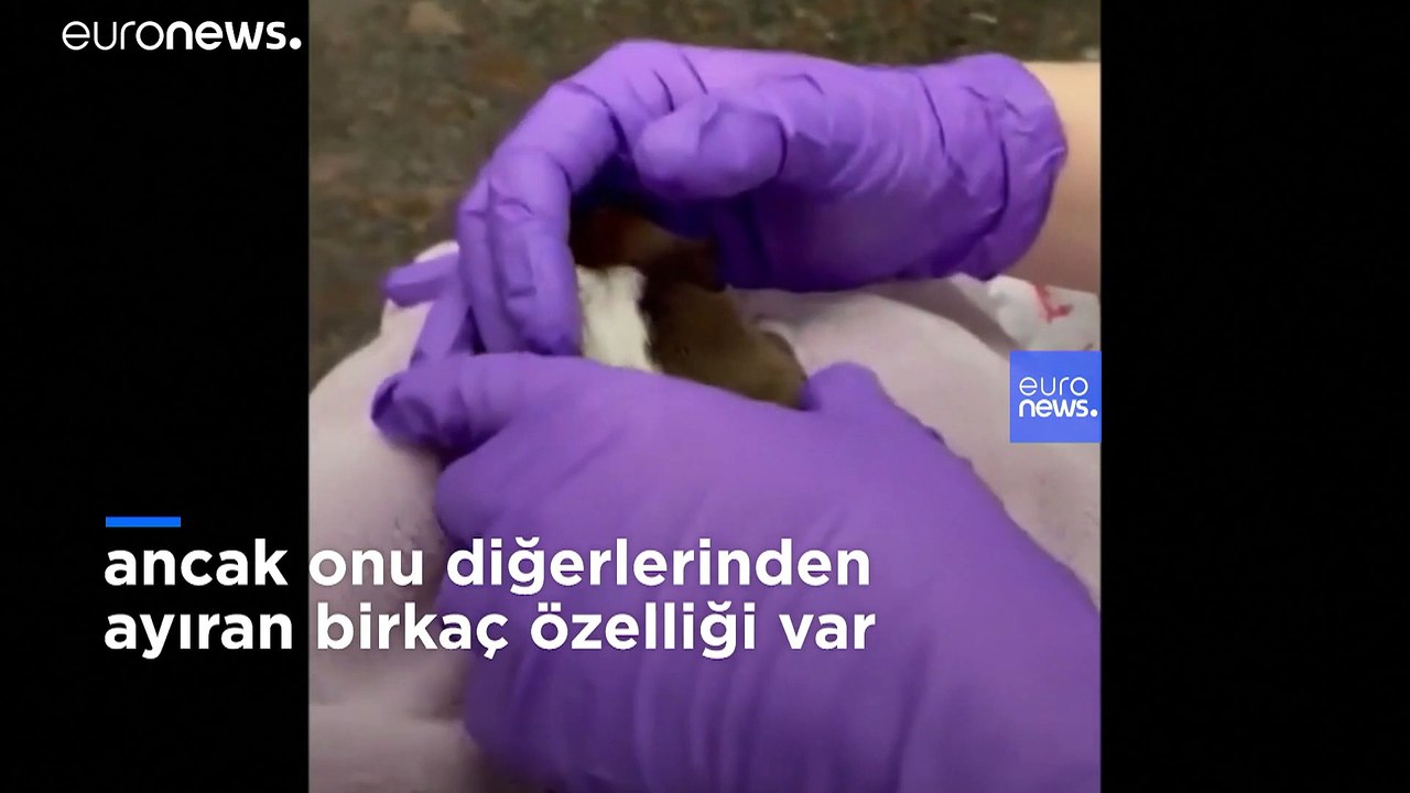 Dünyada ilk kez 6 ayaklı ve iki kuyruklu doğan bir köpek hayatta kaldı