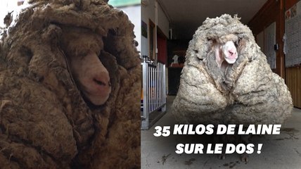 En Australie, ce mouton secouru avec 35 kilos de laine sur le dos