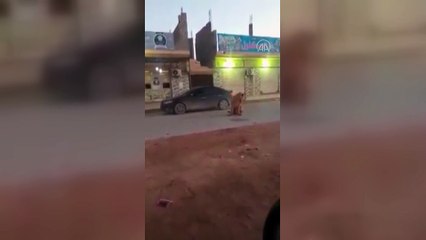 Bingazi'de caddede aslan görüldü: Nereden geldi bu buraya?