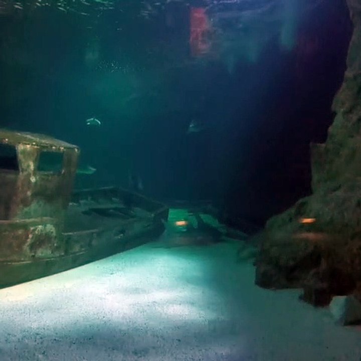 Les requins nagent dans leur bassin à l'Océarium, leur aquarium du Croisic, privés de visiteurs