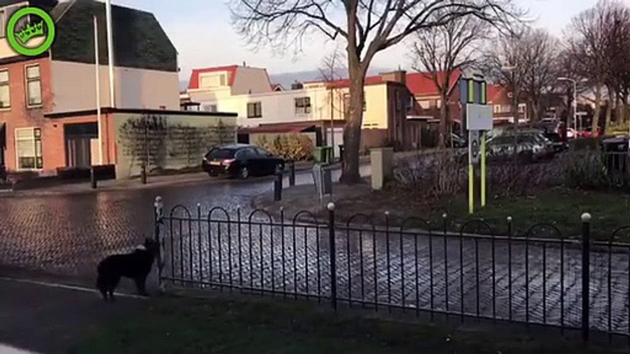 Ce chien adorable lance sa balle aux passants pour jouer