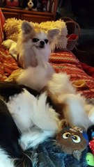 Les 2 frères : jeux du soir