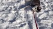 Owner Drags Dog Through Snow as he Refuses to Walk Back Home