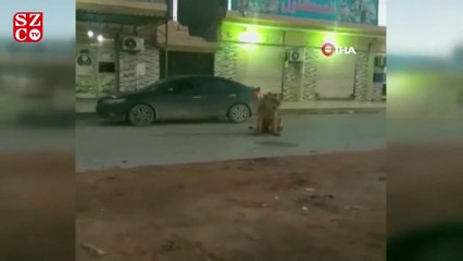 Download Video: Libya'da sokakta dolaşan aslan paniğe neden oldu