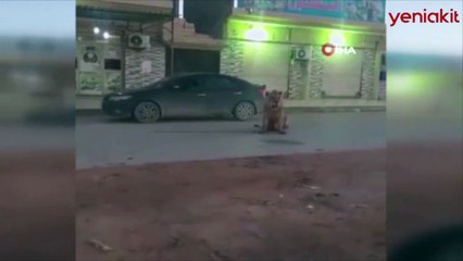 Libya’da hayvanat bahçesinden kaçan aslan paniğe neden oldu