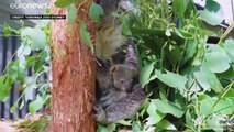 شاهد: حديقة حيوان سيدني تكشف النقاب عن أول رضيع كوالا ولد منذ أكثر من عام