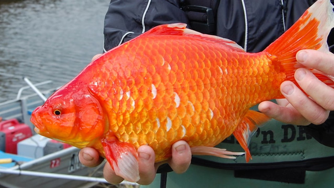 Why you should never release your pet goldfish into the wild