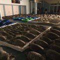 Thousands of Rescued Sea Turtles Returned to Ocean Following Winter Storm in Texas