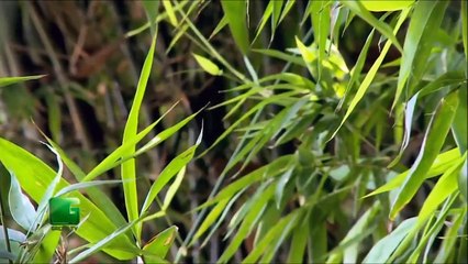 Por que es tan #ESPECIAL el #BAMBU_