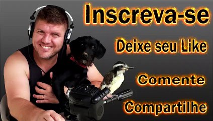 Perguntas e respostas sobre pássaros # 4