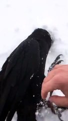 Happy Raven Loves His Tummy Rubbed