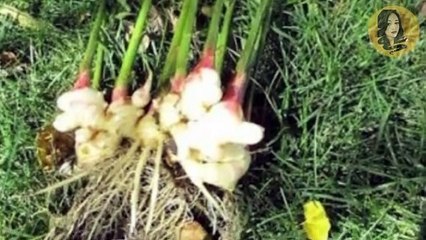 BENEPISYO NG LUYA/SALABAT | MGA SAKIT NA NAGAGAMOT | GINGERTEA HEALTH BENEFITS | Miss Benefits TV
