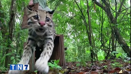 Rescatan manigordo que fue atacado por perros