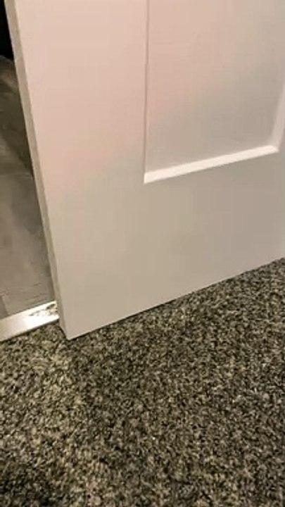 Goofy Kitty Spies on Turtle Pal