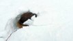 Happy Dog Tunnels Through Snow